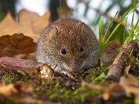Bank vole sitting on forest floor  Bank vole (Clethrionomys glareolus) sitting on forest floor : Clethrionomys, Clethrionomys glareolus, Netherlands, animal, bank vole, brown, cute, ears, environment, european, fauna, floor, forest, forest floor, green, habitat, holland, leaf, litter, macro, mammal, moss, mouse, natural, nature, rodent, sitting, small, stick, vole, watching, wild, wildlife, wood